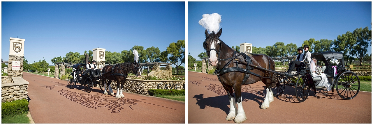 Horse and Carriage at Sandalford Winery