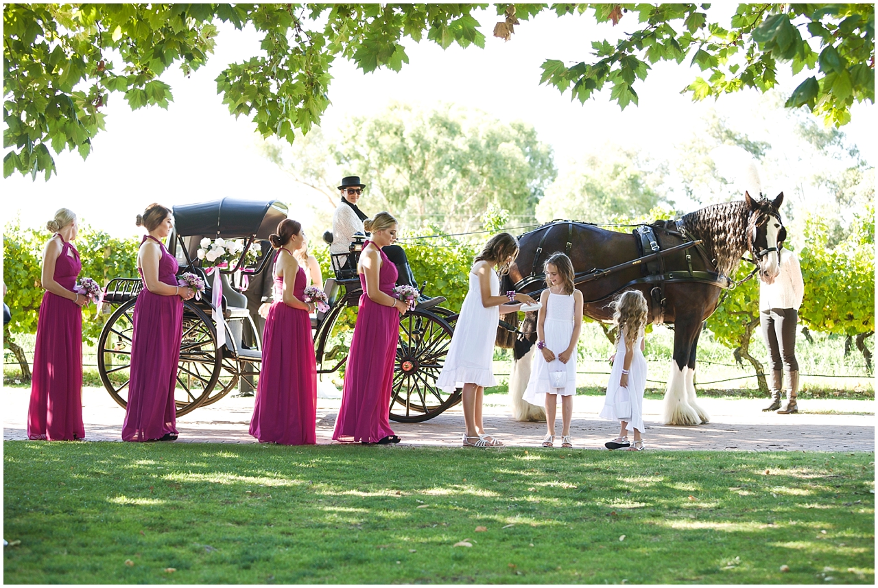 Bridal party arrive on horse and carriage at Sandalford Winery